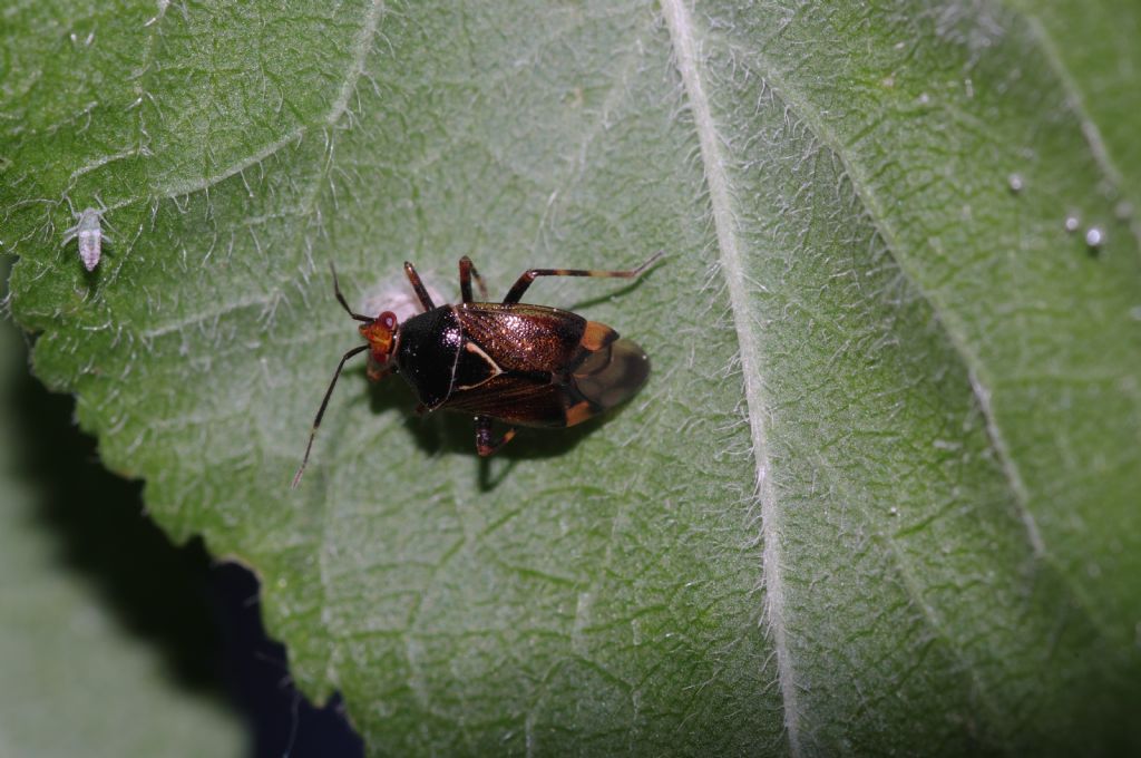 Miridae: Deraeocoris flavilinea della Calabria (CS)